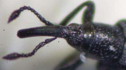 Diplapion sp.